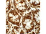 LRRFIP2 Antibody in Immunohistochemistry (Paraffin) (IHC (P))