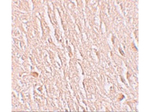 LRRTM3 Antibody in Immunohistochemistry (Paraffin) (IHC (P))