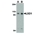 LSD1 Antibody in Western Blot (WB)