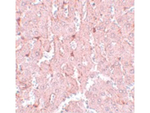 LXR-A Antibody in Immunohistochemistry (Paraffin) (IHC (P))