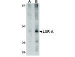 LXR-A Antibody in Western Blot (WB)
