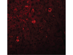 LYRM1 Polyclonal Antibody