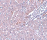 LYRM1 Antibody in Immunohistochemistry (Paraffin) (IHC (P))