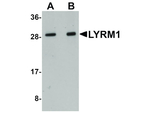 LYRM1 Antibody in Western Blot (WB)
