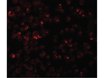 LYRM2 Antibody in Immunocytochemistry (ICC/IF)