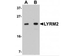 LYRM2 Antibody in Western Blot (WB)