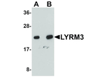 LYRM3 Antibody in Western Blot (WB)