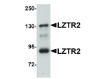 LZTR2 Antibody in Western Blot (WB)