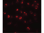 Maelstrom Antibody in Immunocytochemistry (ICC/IF)