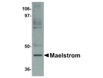 Maelstrom Antibody in Western Blot (WB)