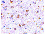 MANF Antibody in Immunohistochemistry (Paraffin) (IHC (P))