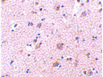 MANF Antibody in Immunohistochemistry (Paraffin) (IHC (P))