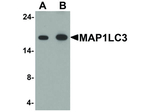 MAP1LC3 Antibody in Western Blot (WB)
