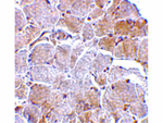 MAPKAP1 Antibody in Immunohistochemistry (Paraffin) (IHC (P))