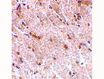 MAPKAP1 Antibody in Immunohistochemistry (Paraffin) (IHC (P))
