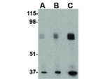 MAPKAP1 Antibody in Western Blot (WB)