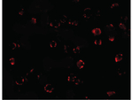 MATN3 Antibody in Immunocytochemistry (ICC/IF)