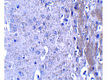 MATN4 Antibody in Immunohistochemistry (Paraffin) (IHC (P))