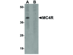 MC4R Antibody in Western Blot (WB)