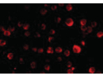MCG10 Antibody in Immunocytochemistry (ICC/IF)