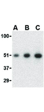 MCG10 Antibody in Western Blot (WB)