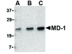 MD-1 Antibody in Western Blot (WB)