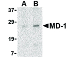 MD-1 Antibody in Western Blot (WB)