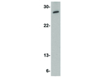 MED4 Antibody in Western Blot (WB)
