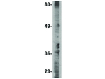 MettL7A Polyclonal Antibody