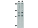 MettL7A Antibody in Western Blot (WB)