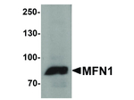 MFN1 Antibody in Western Blot (WB)