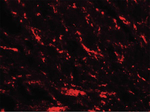 MFN2 Polyclonal Antibody