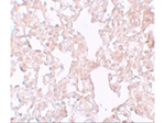 MFSD1 Polyclonal Antibody