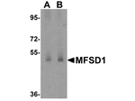 MFSD1 Antibody in Western Blot (WB)