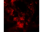 MFSD2A Antibody in Immunocytochemistry (ICC/IF)