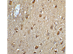 MFSD2A Antibody in Immunohistochemistry (Paraffin) (IHC (P))
