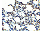 MFSD2A Antibody in Immunohistochemistry (Paraffin) (IHC (P))