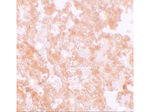 MFSD2A Antibody in Immunohistochemistry (Paraffin) (IHC (P))