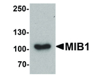 MIB1 Antibody in Western Blot (WB)