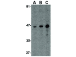 MICA Antibody in Western Blot (WB)