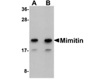 Mimitin Antibody in Western Blot (WB)