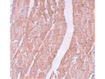 MINA Antibody in Immunohistochemistry (Paraffin) (IHC (P))