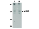 MINA Antibody in Western Blot (WB)