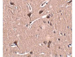 MIPU1 Antibody in Immunohistochemistry (Paraffin) (IHC (P))