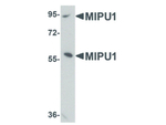 MIPU1 Antibody in Western Blot (WB)