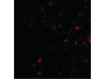 MORF4 Polyclonal Antibody