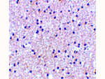 MORF4 Antibody in Immunohistochemistry (Paraffin) (IHC (P))
