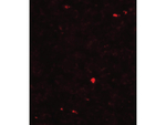 MOX1 Polyclonal Antibody