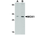 MOX1 Antibody in Western Blot (WB)