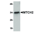 MTCH2 Antibody in Western Blot (WB)